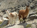 LLAMAS EN LAS ALTURAS DEL CAÑON